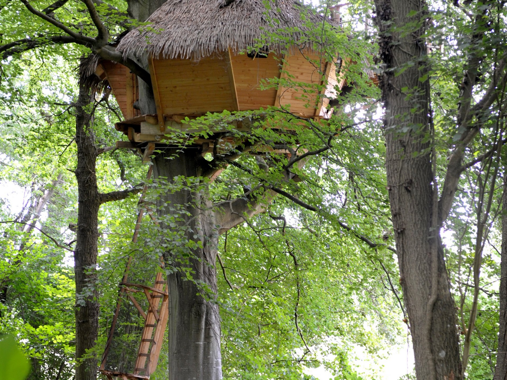 Grand Hêtre - Cabane dans les arbres Haute-Normandie (Normandie