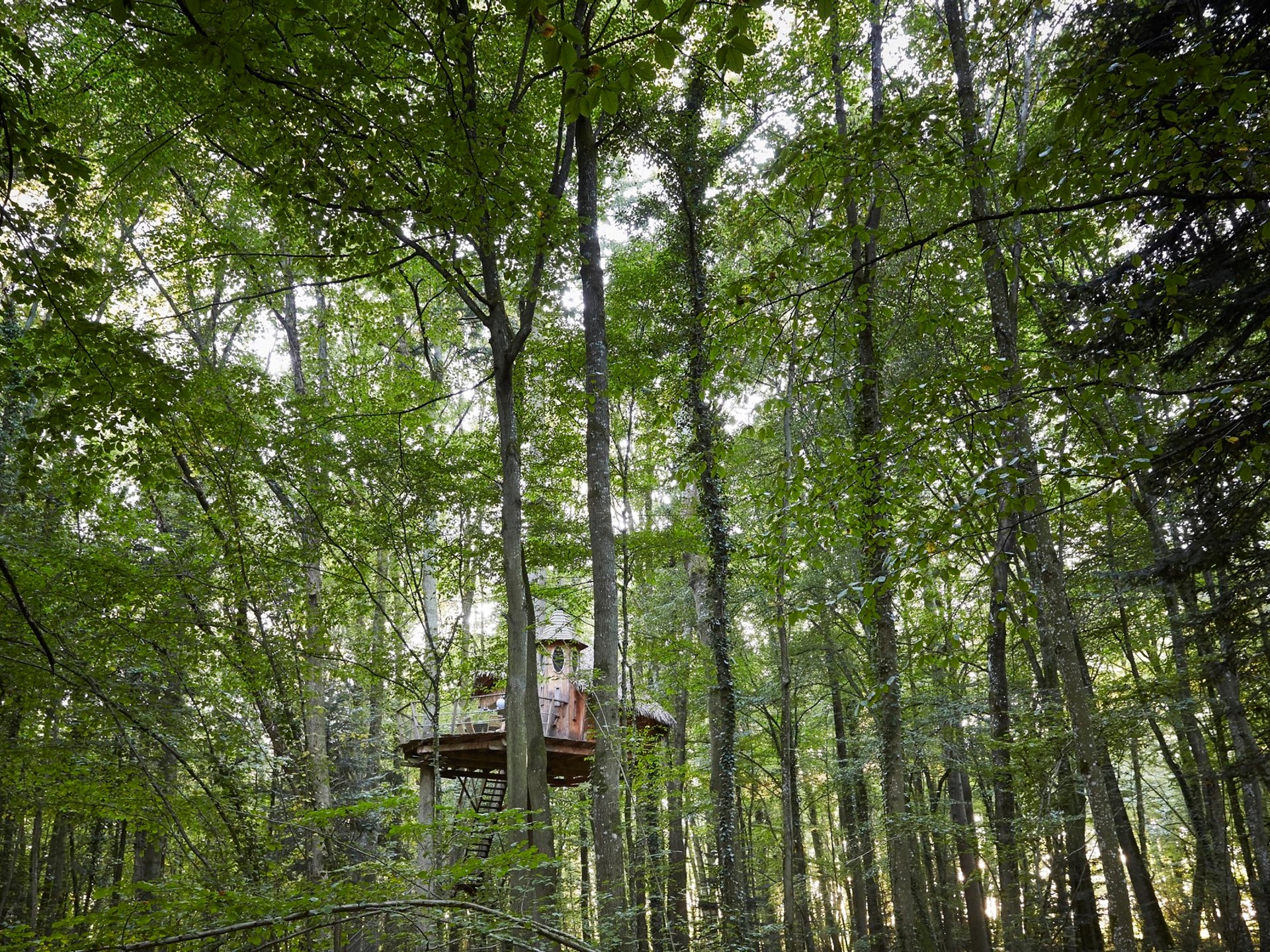 Echauguette - Cabane dans les arbres Normandie